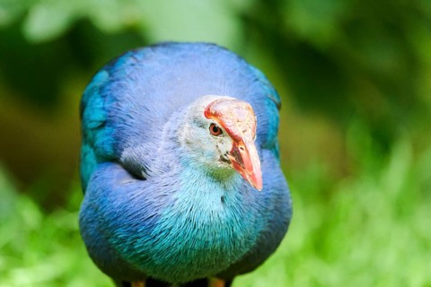 Western swamphen (Porphyrio porphyrio), portrait, Bavaria, Germany, Europe
