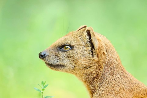Ethiopian dwarf mongoose (Helogale hirtula), portrait, Bavaria, Germany, Europe