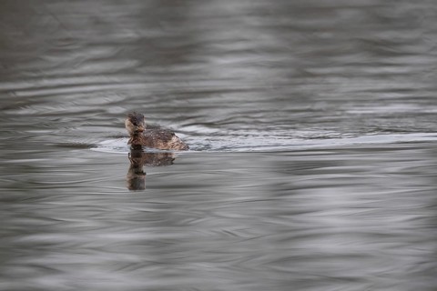 A little grebe, Lake Kemnader, Ruhr area, North Rhine-Westphalia, Germany, Europe