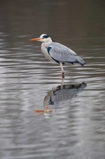 A grey heron reflected in the waves, Lake Kemnader, Ruhr area, North Rhine-Westphalia, Germany,