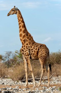 Angolan giraffe (Giraffa giraffa angolensis) in Etosha National Park, giraffe, single, lateral,