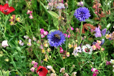 Cornflowers (Centaurea cyanus), yarrow (Achillea), mallow (Malva), yellow daisies (Leucanthemum),