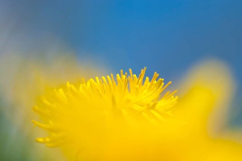 A single yellow flower against a blue sky creates a cheerful feeling, mouse perspective, common
