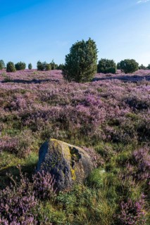 Heath landscape, flowering common heather (Calluna vulgaris), common juniper (Juniperus communis),