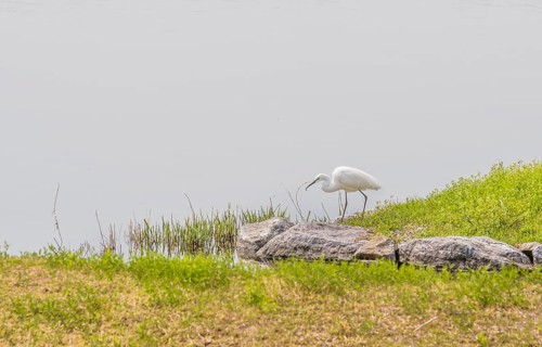 Snowy white egret standing on grassy shore of lake in South Korea
