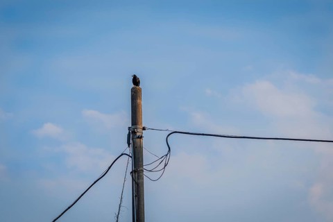 Large black crow perched on top of a concrete telephone pole with a soft blue sky in the background