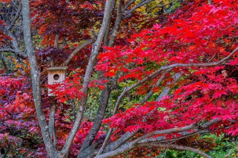 Wooden birdhouse secured to branch of maple tree in autumn colors