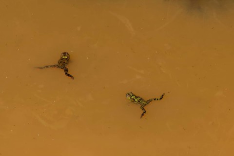Two small green and brown marsh frog floating on the surface of a small pond of dirty water