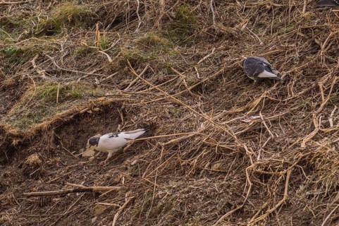Two pigeons on a hill hunting for food
