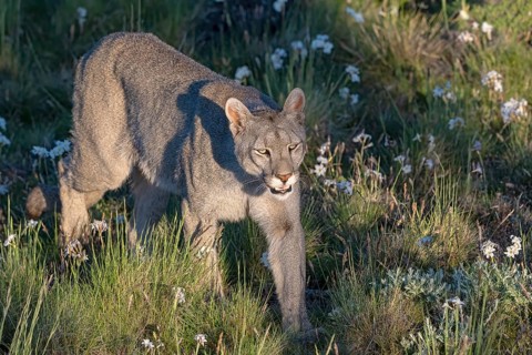 Cougar (Cougar concolor), silver lion, mountain lion, cougar, panther, small cat, Torres del Paine