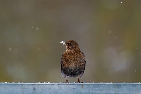 Blackbird (Turdus merula), blackbird, thrush, female, on a steel railing, white beak with snow,