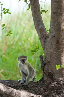 Vervet monkey (Chlorocebus sabaeus), foraging, free-living, wild, wild, nature, animal, fauna,