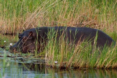 Hippopotamus (Hippopotamus amphibius), Hippopotamus, animal, danger, dangerous, wild, river, river