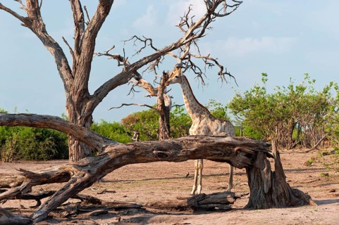 Angolan giraffe (Giraffa angolensis), animal, ungulate, travel, destination, safari, tree, dry,