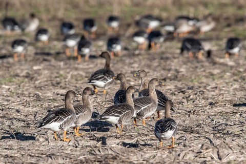 Bean Geese (Anser fabalis), Emsland, Lower Saxony, Germany, Europe