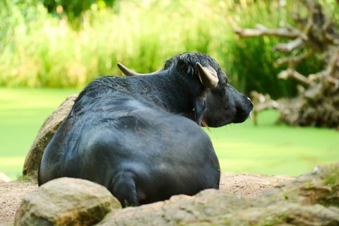 Water buffalo (Bubalus bubalis) lying on a meadow, Bavaria, Germany, Europe