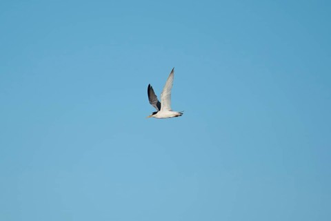 Little tern (Sternula albifrons) flying in the sky, Parc Naturel Regional de Camargue, France,