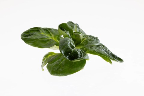 Field salad, studio shots on a white background