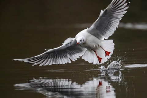 A black-headed gull in flight, Lake Kemnader, Ruhr area, North Rhine-Westphalia, Germany, Europe