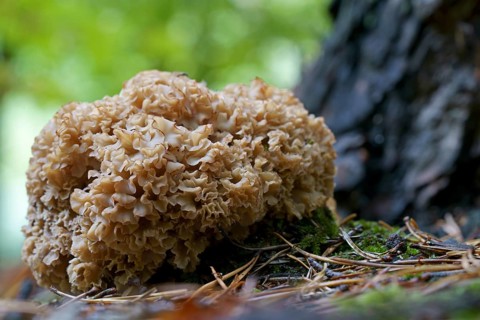 Wood cauliflower fungus (Wood Cauliflower crispa), Hesse, Germany, Europe