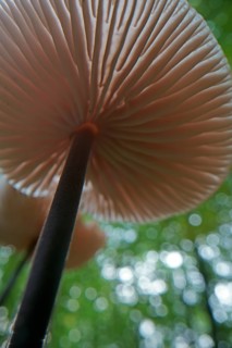 Long-stemmed garlic dwindler (Marasmius alliaceus), from below, lamellae, Hesse, Germany, Europe
