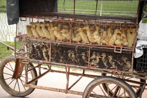 Several ducklings enclosed in a mobile cage on a cart, suggesting animal trade. Ha giang, Vietnam,