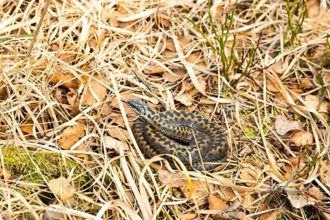Wild common european viper (Vipera berus), brown, quite young animal, female, lambent, lying curled