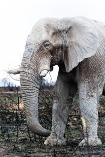 White African elephant (Loxodonta africana) in Etosha National Park, white from salt pan dust,