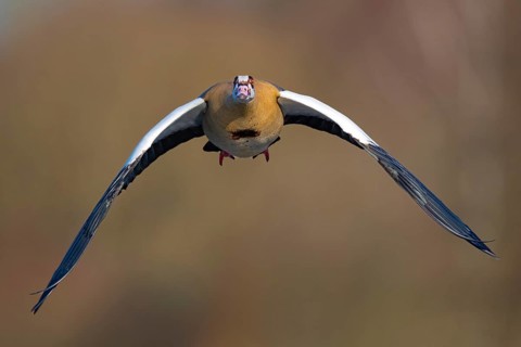 A Nile goose in flight, Lake Kemnader, Ruhr area, North Rhine-Westphalia, Germany, Europe