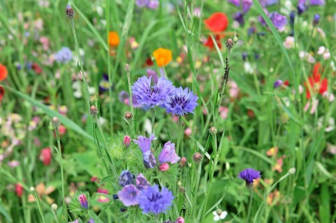 Colourful flower meadow, Schwaebisch Gmuend, Baden-Wuerttemberg, Germany, Europe