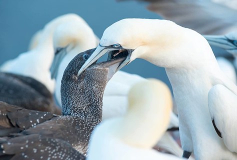 Two northern gannet (Morus bassanus), juvenile in dark juvenile plumage being fed by adult, beak of