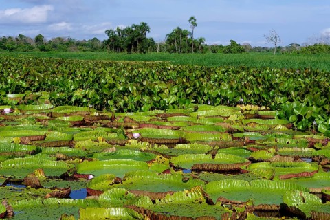 Floating leaves of the giant water lily (Victoria amazonica), Amazonas state, Brazil, South America