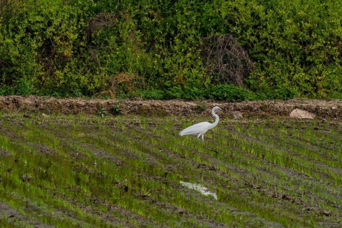 White common egret hunting for food in freshly planted rice paddy