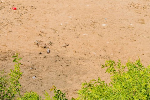 Dead fish laying on beach with green foliage in foreground