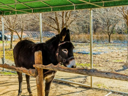 Donkey used for children ride tied to wood railing at mountainside public park