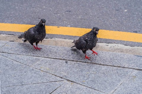 Two scruffy looking black pigeons on edge of sidewalk next to street