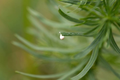 Cypress spurge (Euphorbia cyparissias), leaking milk from a broken leaf, North Rhine-Westphalia,