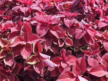 Coleus (painted nettle) plant