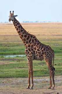 Angolan giraffe (Giraffa angolensis), animal, ungulate, travel, destination, safari, steppe,
