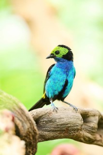 Paradise tanager (Tangara chilensis) sitting on a branch, Bavaria, Germany, Europe