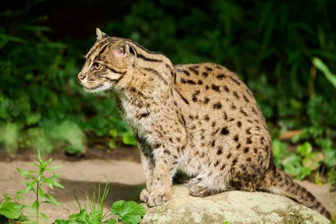 Fishing cat (Prionailurus viverrinus) sitting on the ground, Germany, Europe