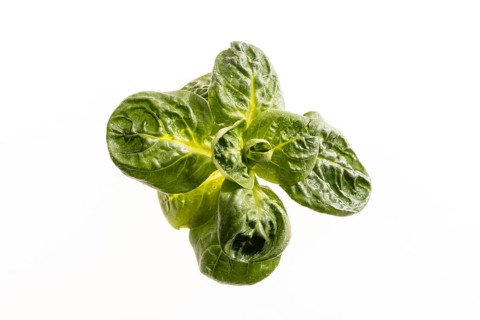 Field salad, studio shots on a white background
