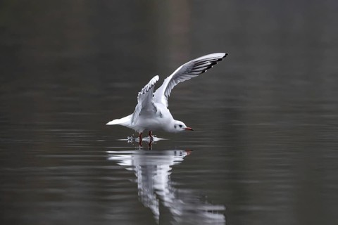 A black-headed gull in flight, Lake Kemnader, Ruhr area, North Rhine-Westphalia, Germany, Europe