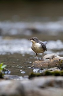 A dipper hunting, Hoennetal, Sauerland, North Rhine-Westphalia, Germany, Europe
