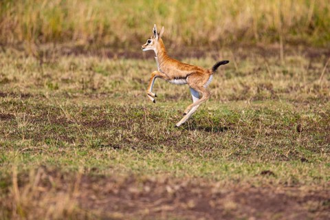 Thomson's gazelle (Gazella thomsoni) Masai Mara Kenya