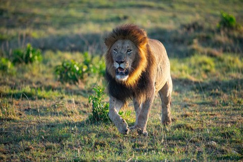 Lion (Panthera leo) Masai Mara Kenya