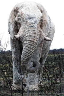 White African elephant (Loxodonta africana) in Etosha National Park, white from salt pan dust,