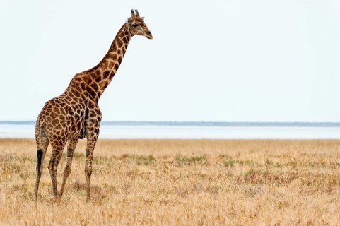 Angolan giraffe (Giraffa giraffa angolensis) in Etosha National Park, Giraffe, Single, Single