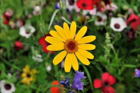 Colourful flower meadow, Schwaebisch Gmuend, Baden-Wuerttemberg, Germany, Europe