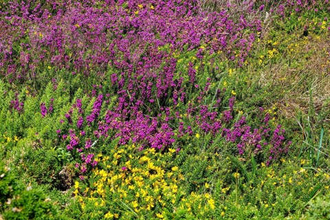 Heath landscape on the Cap de la Chevre, Crozon peninsula, Finistere department, Brittany region,
